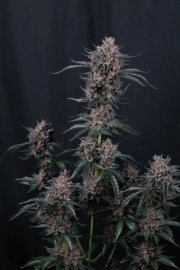 Mango Cherry Runtz Auto™ – FastBuds – Autoflowering