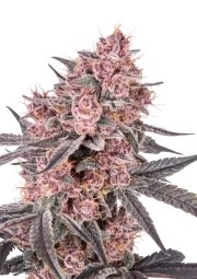 Mango Cherry Runtz Auto™ – product view 1