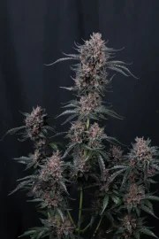 Mango Cherry Runtz Auto™ – product view 2