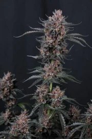 Mango Cherry Runtz Auto™ – product view 3
