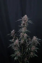 Mango Cherry Runtz Auto™ – product view 4