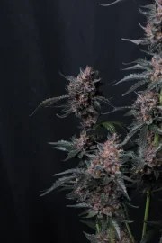 Mango Cherry Runtz Auto™ – product view 5