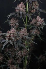 Mango Cherry Runtz Auto™ – product view 6