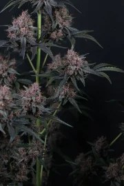 Mango Cherry Runtz Auto™ – product view 7