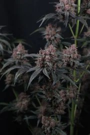 Mango Cherry Runtz Auto™ – product view 8