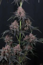 Mango Cherry Runtz Auto™ – product view 9