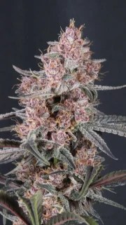 Mango Cherry Runtz Auto™ – product view 10