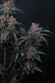 Mango Cherry Runtz Auto™ – product view 11