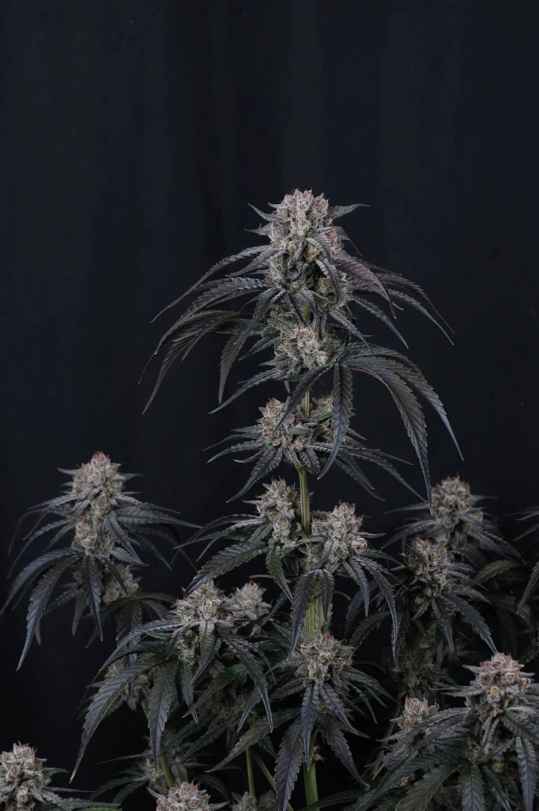 Mango Frost Auto™ – FastBuds – Autoflowering