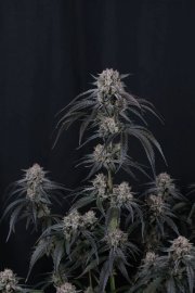 Mango Frost Auto™ – FastBuds – Autoflowering