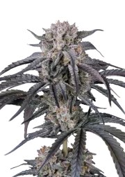 Mango Frost Auto™ – product view 1