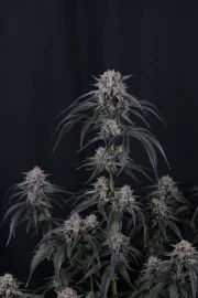 Mango Frost Auto™ – product view 2