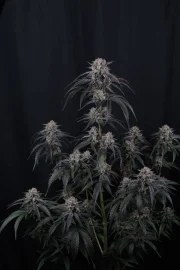 Mango Frost Auto™ – product view 3