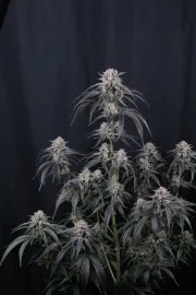 Mango Frost Auto™ – product view 4