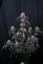 Mango Frost Auto™ – product view 5