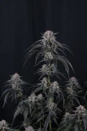 Mango Frost Auto™ – product view 6