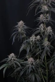Mango Frost Auto™ – product view 7