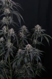 Mango Frost Auto™ – product view 8