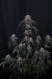 Mango Frost Auto™ – product view 9