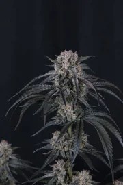 Mango Frost Auto™ – product view 10