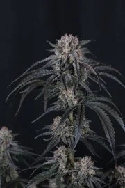 Mango Frost Auto™ – product view 11