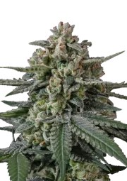 Banana Frost Auto™ – product view 1