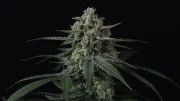 Banana Frost Auto™ – product view 3