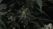 Banana Frost Auto™ – product view 4