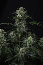 Banana Frost Auto™ – product view 5