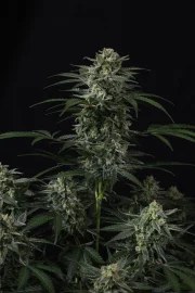 Banana Frost Auto™ – product view 6