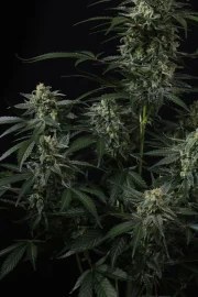 Banana Frost Auto™ – product view 7