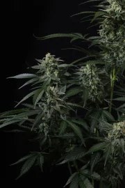 Banana Frost Auto™ – product view 8