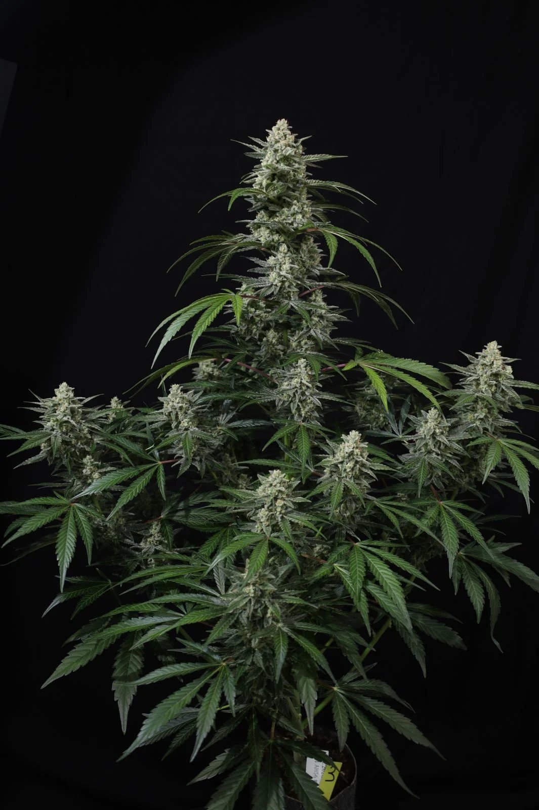 Banana Frost Auto™ – FastBuds – Autoflowering