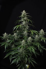 Banana Frost Auto™ – FastBuds – Autoflowering