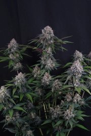Lemon Cherry Sundae Auto™ – FastBuds – Autoflowering