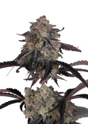Lemon Cherry Sundae Auto™ – product view 1