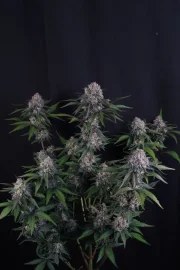 Lemon Cherry Sundae Auto™ – product view 3