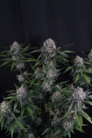 Lemon Cherry Sundae Auto™ – product view 4