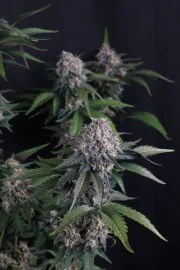 Lemon Cherry Sundae Auto™ – product view 5