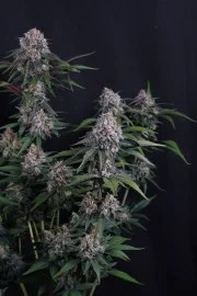 Lemon Cherry Sundae Auto™ – product view 6