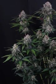 Lemon Cherry Sundae Auto™ – product view 7