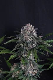 Lemon Cherry Sundae Auto™ – product view 8