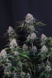 Lemon Cherry Sundae Auto™ – product view 9
