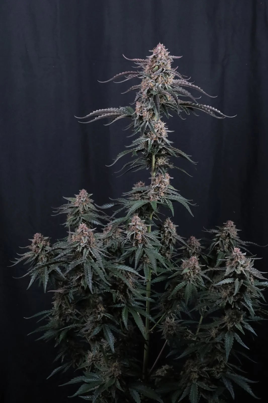 Mendo Cherry Cookies Auto™ – FastBuds – Autoflowering