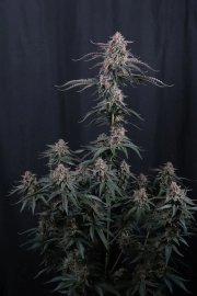 Mendo Cherry Cookies Auto™ – FastBuds – Autoflowering