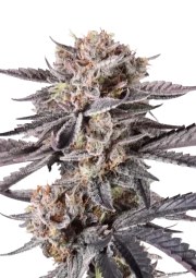Mendo Cherry Cookies Auto™ – product view 1
