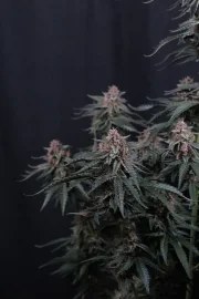 Mendo Cherry Cookies Auto™ – product view 3
