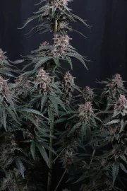 Mendo Cherry Cookies Auto™ – product view 4