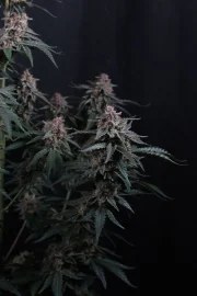 Mendo Cherry Cookies Auto™ – product view 5
