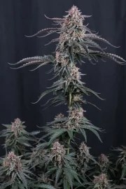 Mendo Cherry Cookies Auto™ – product view 6